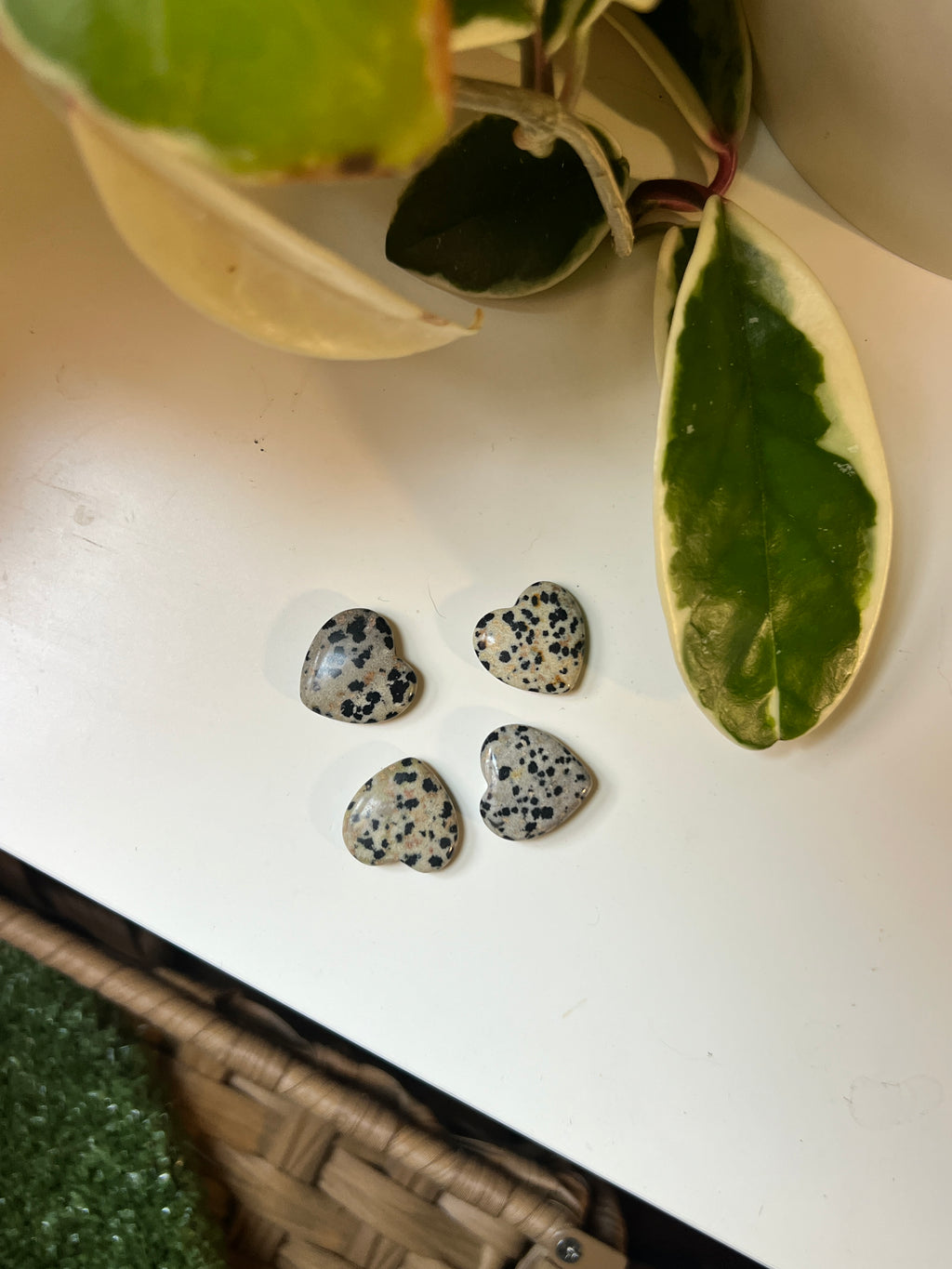 MINI Dalmatian Jasper Love Wrap